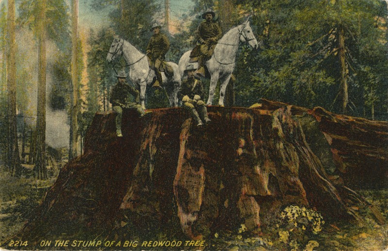 ON THE STUMP OF A BIG REDWOOD TREE- Cardinell-Vincent Co.
