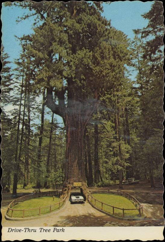 Drive-Thru Tree Park ©1979 FVN Corporation KVB6668