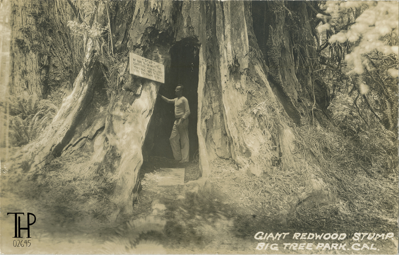 goosepen in redwood stump at Big Tree Park