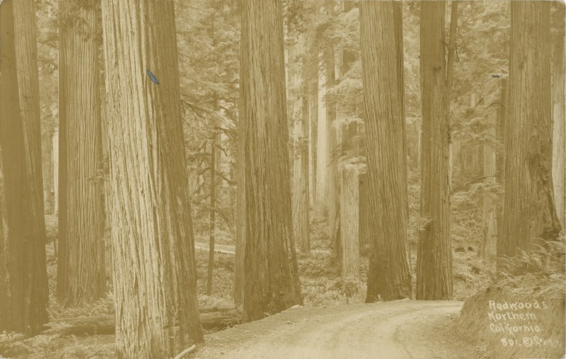 Redwoods Northern California - 801 © PAT