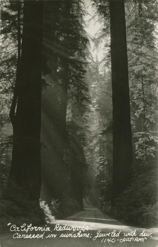 'California Redwoods,'' Caressed in sunshine · Jeweled with dew - 1140-ART-RAY (2)