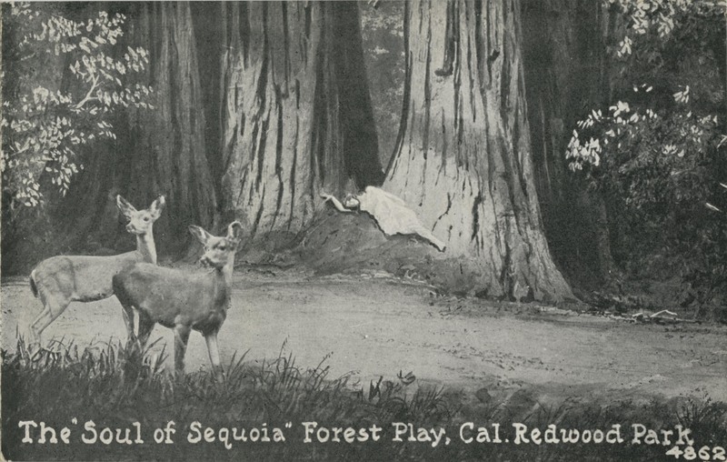 The ''Soul of Sequoia'' Forest Play, Cal. Redwood Park - 4862