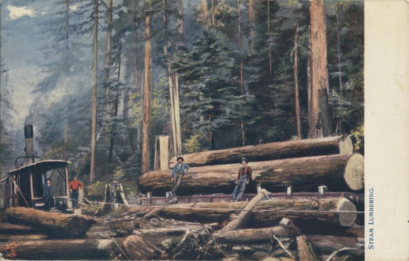 Steam Lumbering - Raphael Tuck & Sons' Postcard Series No. 2205 -CALIFORNIA - ''Giant Trees''