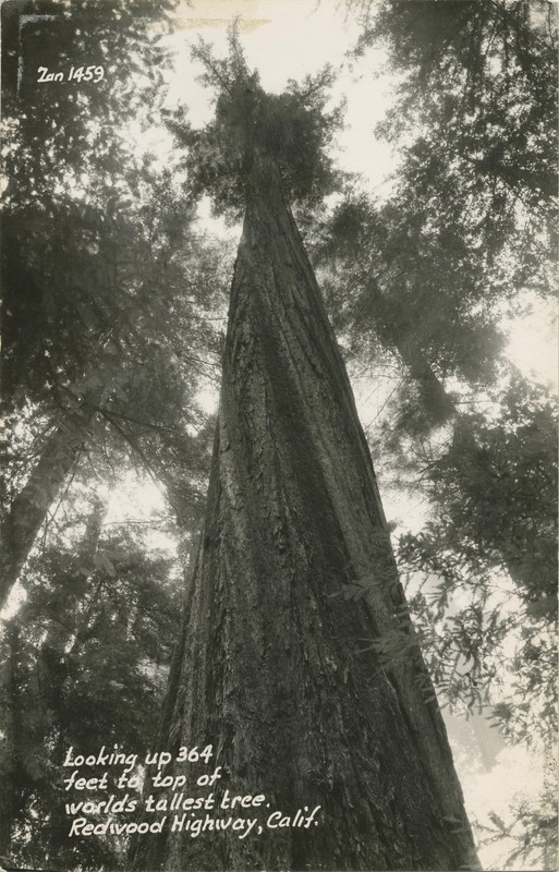 looking up 364 feet to top of worlds tallest tree - Founders Grove