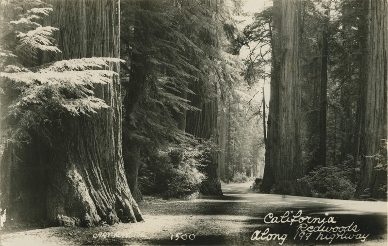 California Redwoods Along 199 highway - ART-RAY 1500