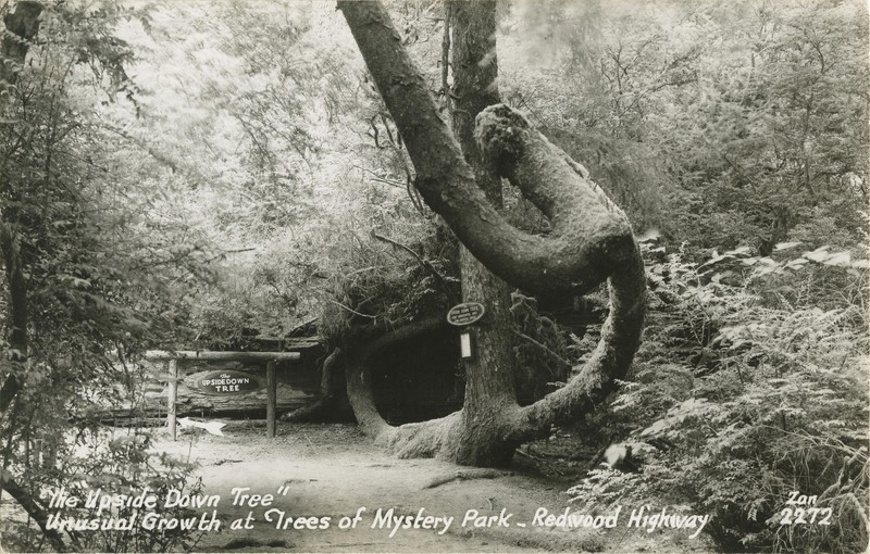 'The Upside Down Tree'' Unusual Growth at Trees of Mystery Park - Zan 2272