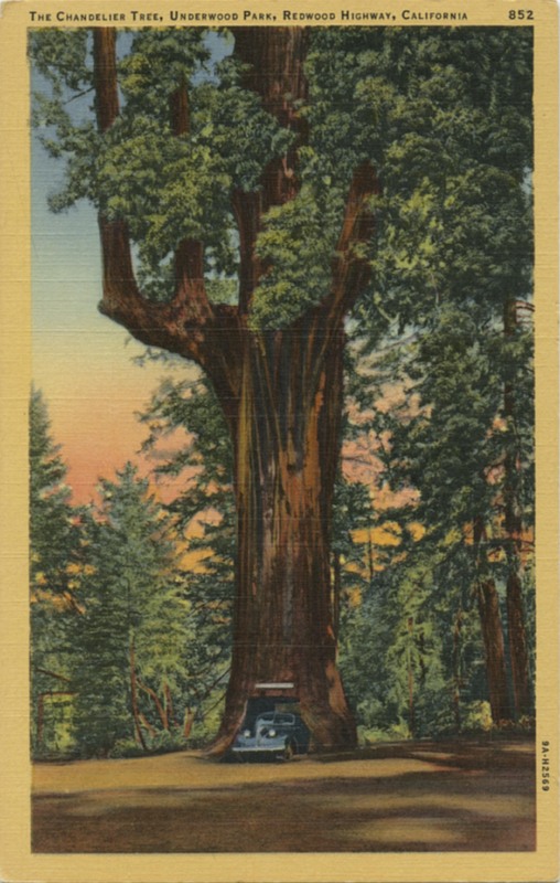THE CHANDELIER TREE - Underwood Park - Stanley A. Plitz Co. 852
