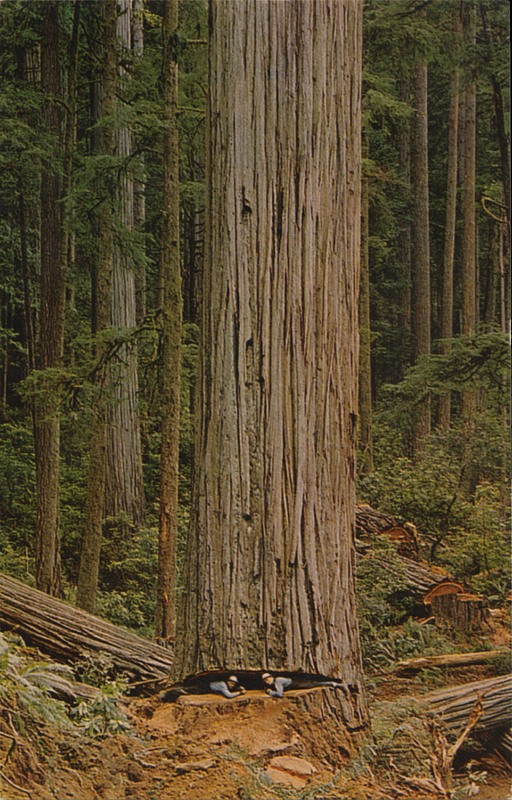 Man Eater Redwood with loggers in undercut - E.F. Clements - Mike Roberts C17403