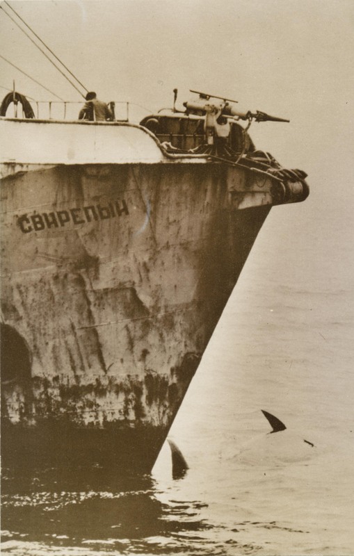Russian Whaler Ship with dead baby whale killed off the coast near Eureka, July 1975