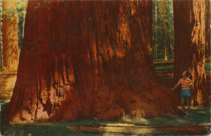 At Bull Creek Flat - Zan K111