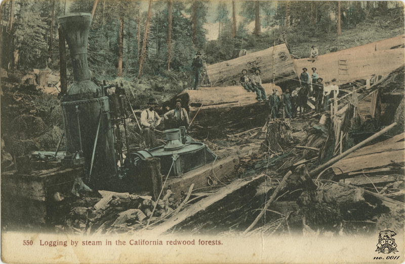 Logging by steam in the California redwood forests