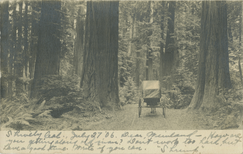 Carriage Through The Redwoods
