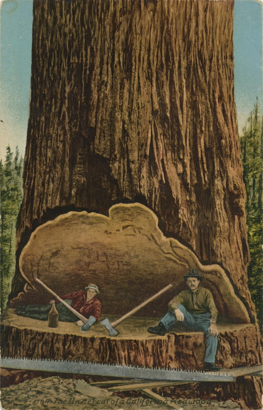 1164 The Undercut of a California Redwood - Edward Mitchell