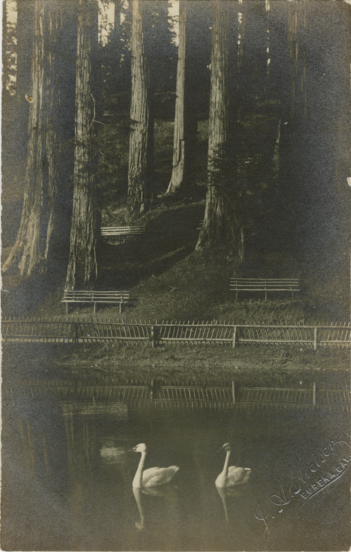 Swans In Duck Pond