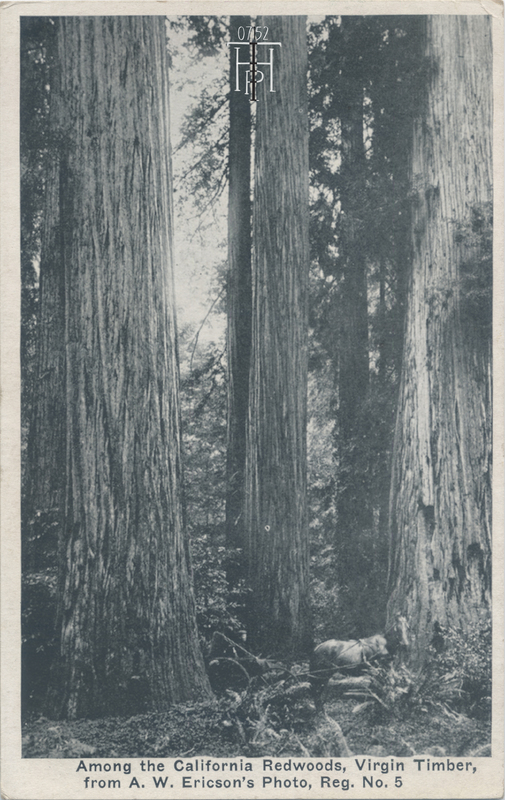 Horse in Redwood Forest scene