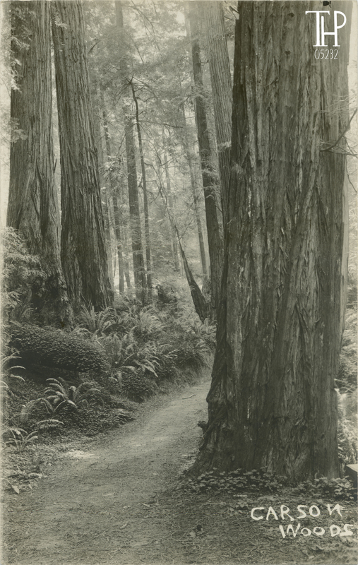 Carson Woods