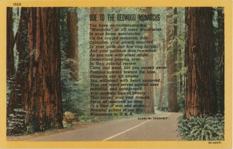 1025 'Ode to the Redwood Monarchs - Agnes M.  Sundfelt - Curt Teich 9A-H2571