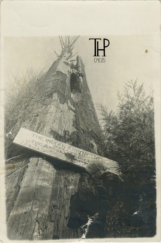 THE INDIAN ARROW TREE