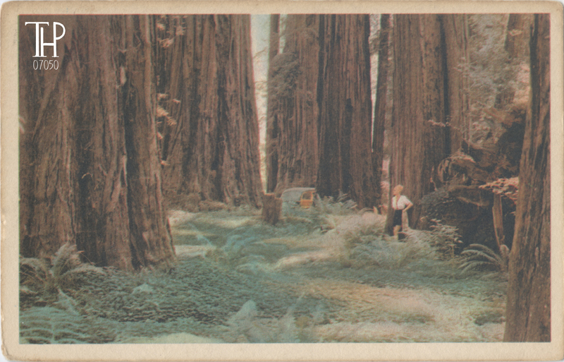 Woman amongst Redwood Grove - Redwood Empire Association