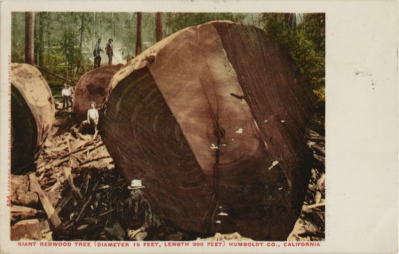 534 Edward Mitchell Publisher San Francisco - Giant Redwood Tree (Diameter 19 feet, legth 300 feet) Humboldt, Co, California