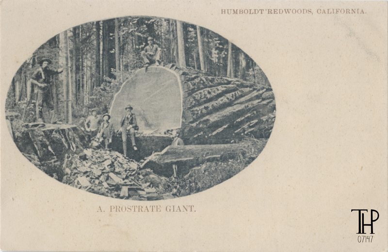 A.W. Ericson next to fallen Redwood