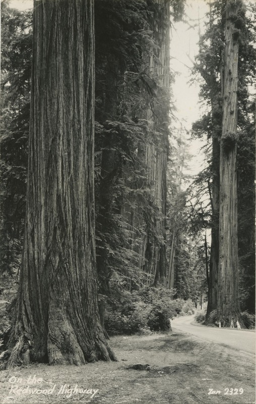 On the Redwood Highway - Zan 2329