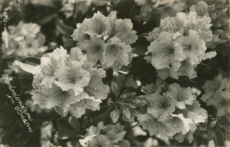 Rhododendron in blossom - Art-Ray