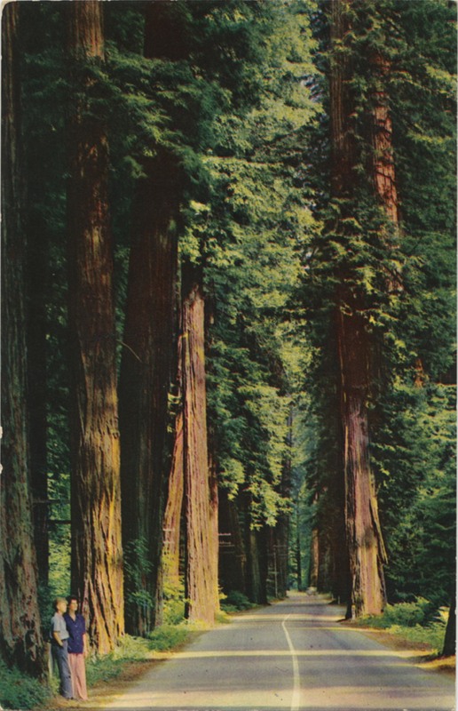CALIFORNIA REDWOODS - E.F. Clements - SelithCo 837