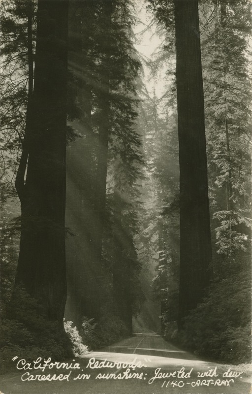 'California Redwoods,'' Caressed in sunshine - Jeweled with dew - 1140-ART-RAY