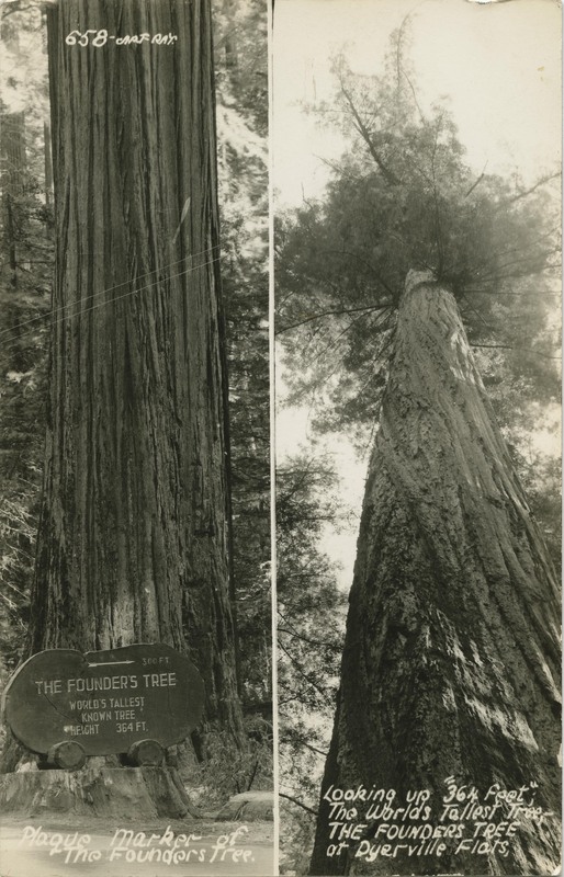 Plaque Marker of The Founders Tree. / Looking up '364 feet'; The Worlds Tallest Tree, THE FOUNDERS TREE at Dyerville Flats - Art-Ray