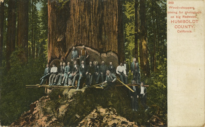369 Wood-choppers, posing for photograph on big Redwood, HUMBOLDT COUNTY, California
