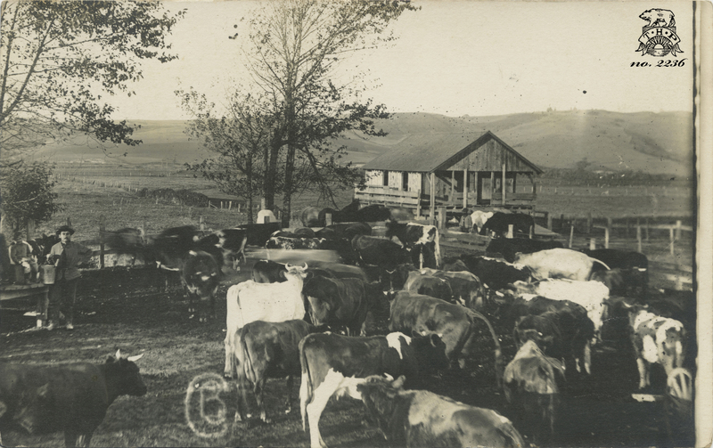 view of cows and unknown man with milk pail - mailed from Capetown to Ferndale in 1913