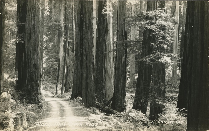 'Along Mill Creek Road.'' - 1513-ART-RAY