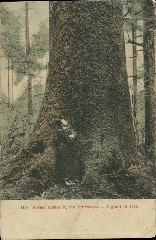 1198 · Forest scenes un the Northwest -- A giant fir tree