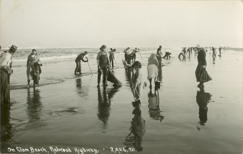 Clamming On Clam Beach