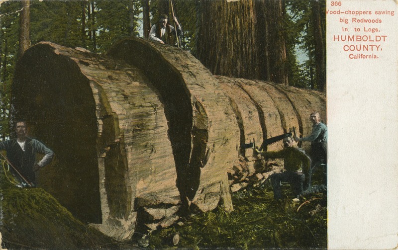 366 Wood-choppers sawing big Redwoods in to Logs, HUMBOLDT COUNTY, California - Charles Weidner