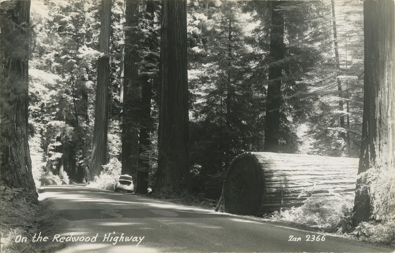 On the Redwood Highway - Zan 2366