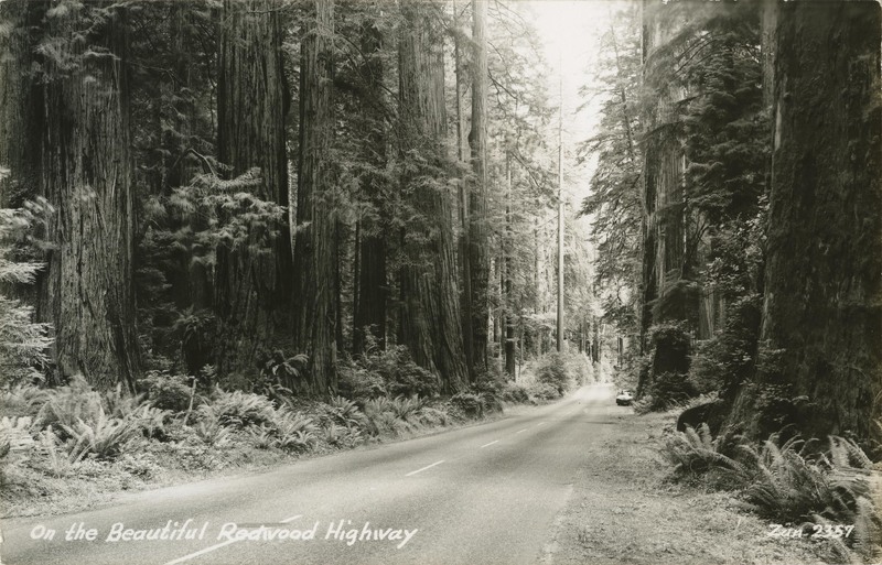 On the Beautiful Redwood Highway - Zan 2357