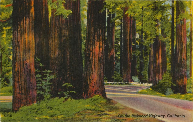 On the Redwood Highway, California