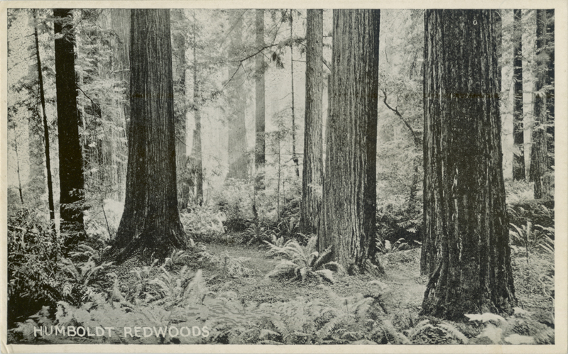HUMBOLDT REDWOODS - Pacific Novelty Co