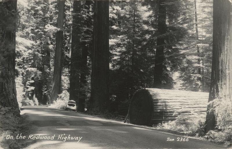 On the Redwood Highway - Zan 2366