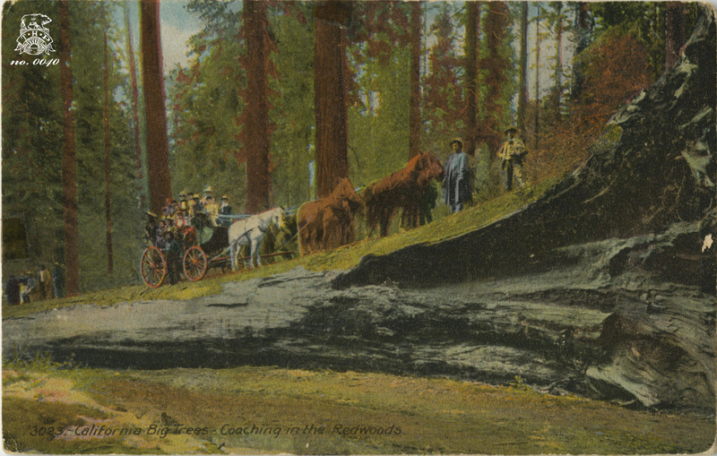 California Big Trees - Coaching In The Redwoods