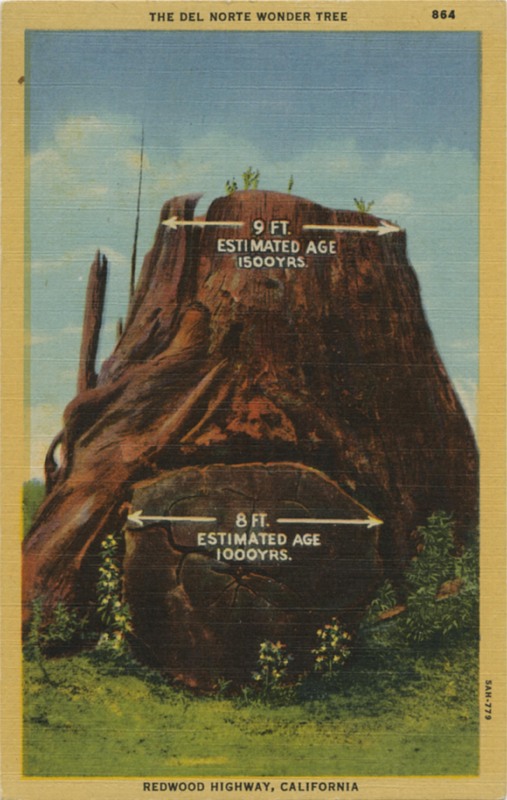 The Del Norte Wonder Tree - Stanley A. Plitz Co. 864 5AH-779