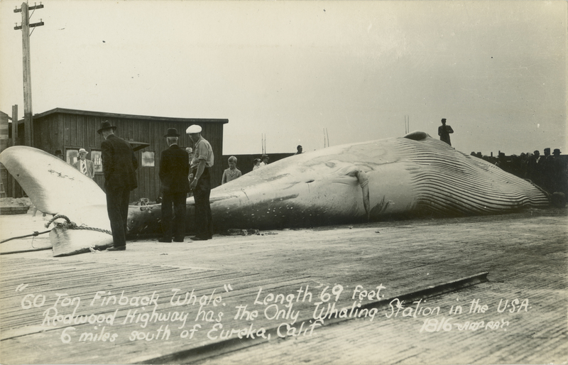 '60 Ton Finback Whale'' Length 69 feet Redwood Highway has the Only Whaling Station in the U.S.A. 6 miles south of Eureka, Calif
