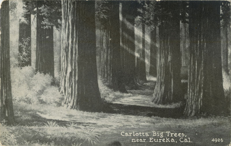 Carlotta Big Trees - Pacific Novelty Co