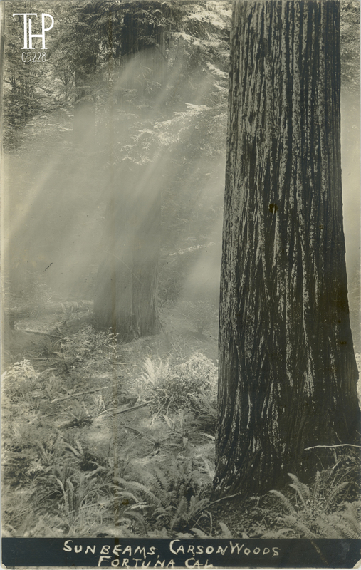 Sunbeams Carson Woods Fortuna Cal