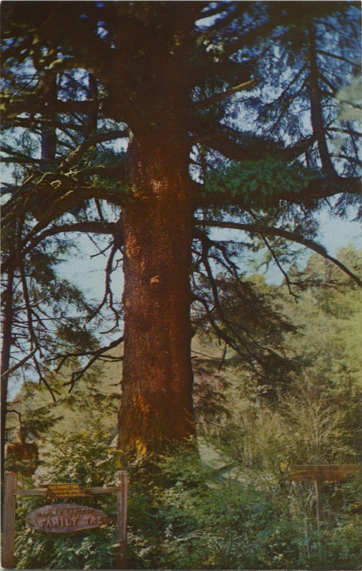 FAMILY TREE - E.F. Clements - Mike Roberts SC5156