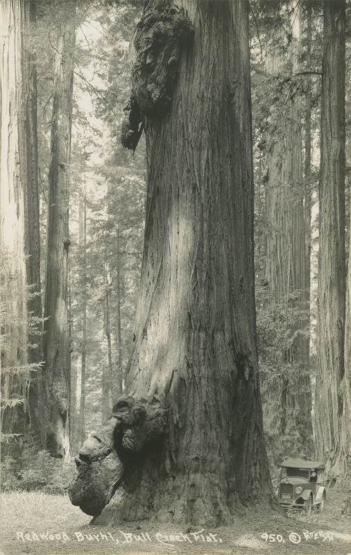 Weird Redwood Burhl - Patterson