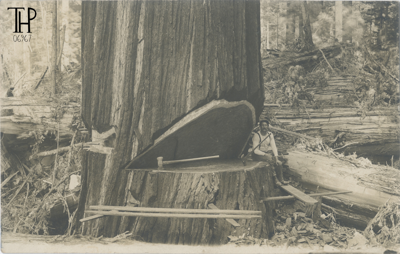 logger in undercut of large redwood tree - Garrett photo