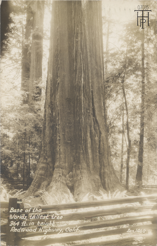 base of Founders Tree - Zan